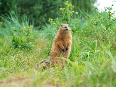 Prairie dog looking at a camera on a grassy fieldの写真素材