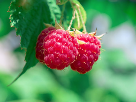 Some raspberries hanging on a branch. Close-up