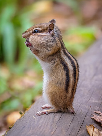 Chipmunk standing on its hind legs on a wood beam.の写真素材