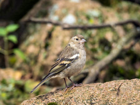 Female chaffinch perching on a gray rock. Close-upの写真素材