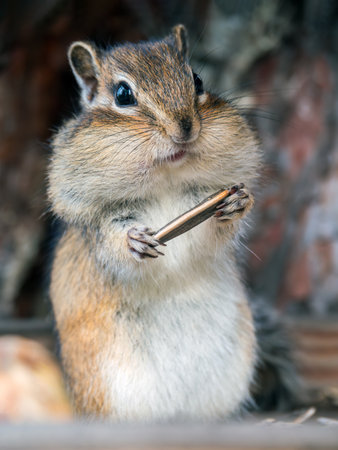 Chipmunk standing on its hind legs with a seed in its front paws. Close-upの写真素材