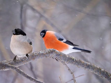 A pair of bullfinches on a tree branch in a winter forestの写真素材