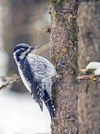 Female Eurasian three-toed woodpecker perching on a tree trunk