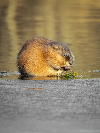 A male otter on an ice floe eating watergrassの写真素材