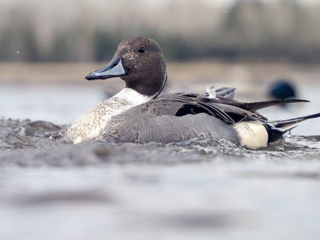 Male northern pintail on a river, close-upの写真素材