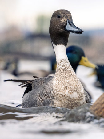 Male northern pintail on a river, close-upの写真素材