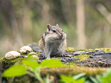 A chipmunk on a stump eating sunflower seedsの写真素材