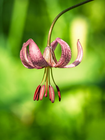 Lilium martagon, close-up, blurred background. High resolution photoの写真素材