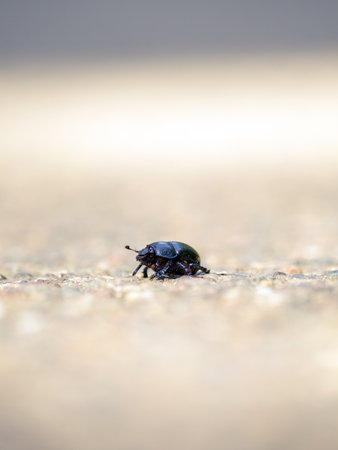 Earth-boring dung beetles close-up. Macro photography
