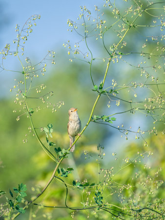 Booted warbler perching on a bush branchの写真素材