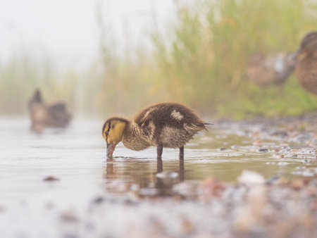 Newborn mallard duckling looking for food in a pondの写真素材