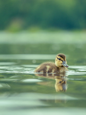 Newborn mallard duckling swimming alone in a pond. High res photo