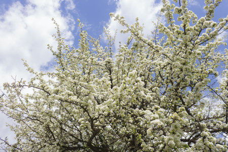 Branches of a blooming apple tree, strewn with bright white flowers, against a blue sky with white cloudsの写真素材