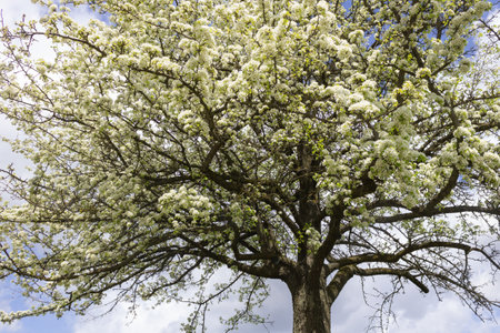 Blossoming apple tree against the blue sky in sunny weather.の写真素材