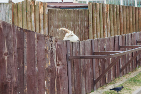 A white goat peeking out from behind a wooden fence at the zoo.の写真素材