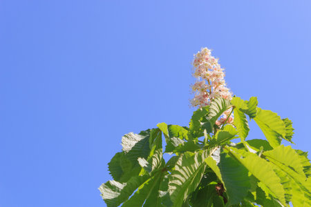 A branch of a flowering chestnut close-up in the light of the sun against a blue skyの写真素材