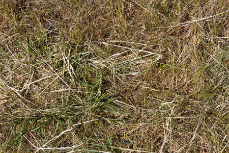 Lawn scorched by the sun. Meadow pattern with green and dry grass.の写真素材