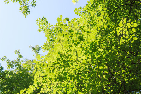 Young green foliage on the branches of a tree in sunny bright light against a blue sky. Aspen with green foliage during the day in bright sunlight.の写真素材