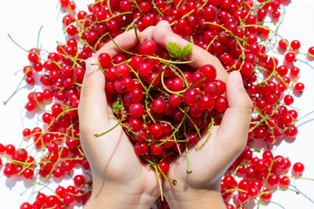 The child holds red currant berries in his hands. close-up hands. Top view of the hands that hold the harvest of red berries.の写真素材