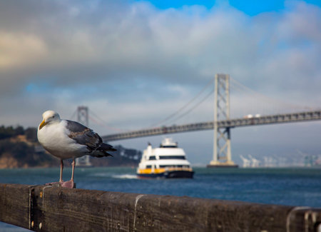 bay bridge san, francisco, sigal, california