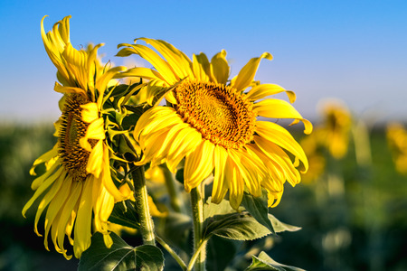 Sunflower field in Moldovaの写真素材