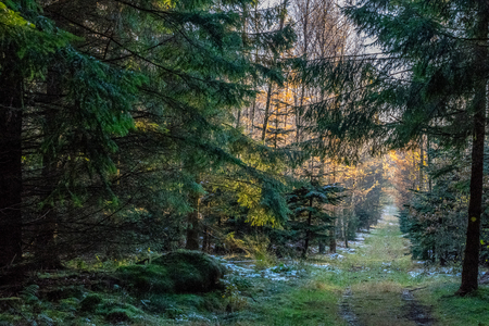 Autumn Danish Forestの写真素材