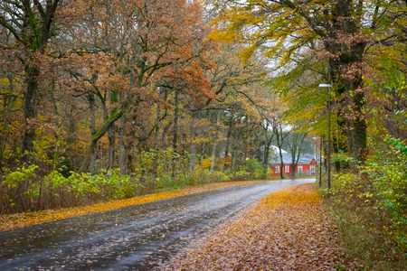 Autumn Danish Forest in November in Viborg, Denmarkの写真素材