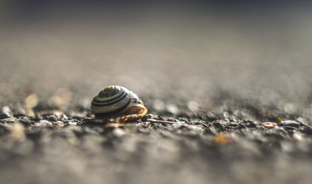 Beautiful close up of an empty snail shell.の写真素材