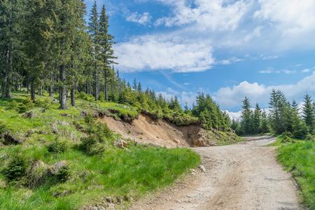 Mountain forest in Transylvania, near Sibiu, Romania.の写真素材