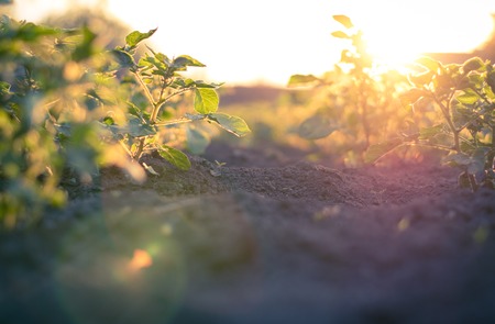 Potato field at sunset in a small village in Republic of Moldova.の写真素材