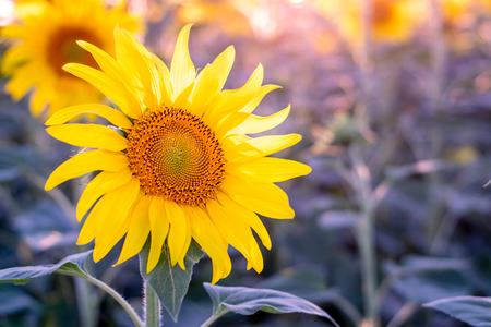 A sunflower in the sun, with it's open petals pointed to the light.の写真素材