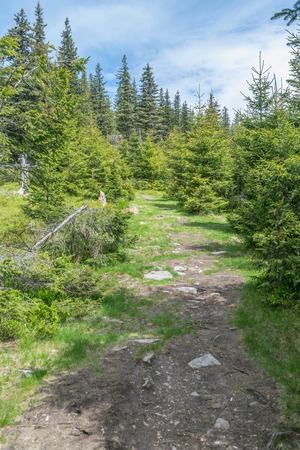 Mountain forest in Transylvania, near Sibiu, Romania.の写真素材
