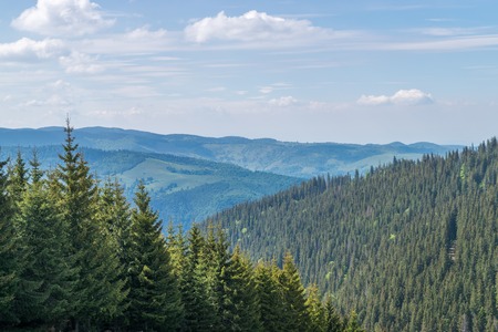 Mountain forest in Transylvania, near Sibiu, Romania.