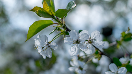 A blossomed branch of a tree in spring.の写真素材