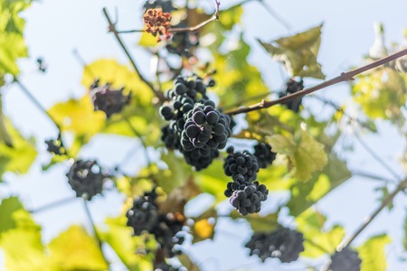 Ripe grapes in a vineyard in Moldova.