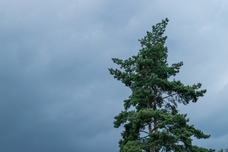 A green pine tree beneath a blue sky.の写真素材