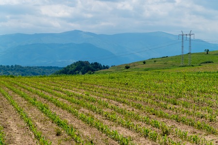 A field with corn in summer day.