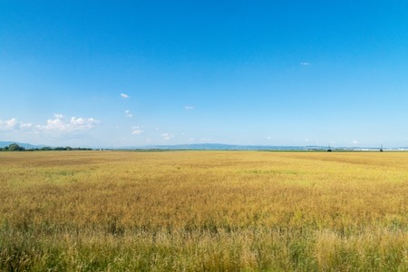 Beautiful yellow field against a blue sky.の写真素材