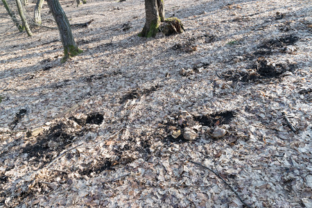 Hoia Baciu Forest - strange traces found in the Worldâs Most Haunted Forest with a reputation for many intense paranormal activity and unexplained events. Hoia Baciu Haunted Forest, Romaniaの写真素材