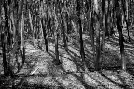 Hoia Baciu Forest - Worldâs Most Haunted Forest with a reputation for many intense paranormal activity and unexplained events. Inside Hoia Baciu Haunted Forest in Cluj-Napoca, Transylvania, Romaniaの写真素材