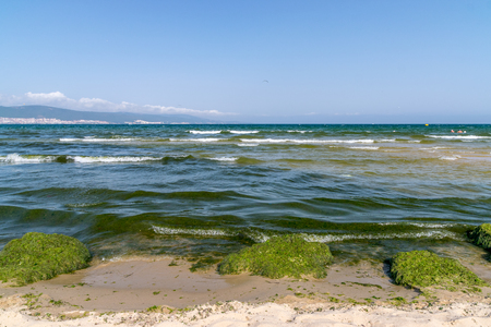 Algal, Algae blooms in Sunny Beach on the Black Sea coast of Bulgaria.の写真素材