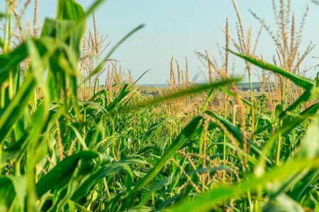 Beautiful close up of green corn on a sunny summer day. Corn on a sunny summer day. Corn close up.