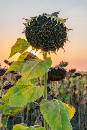 Beautiful sunflower at sunset. Sunflower close up at sunset with beautiful sky. Organic sunflower at sunset close up with a beautiful background.の写真素材