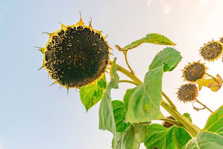 Beautiful sunflower at sunset. Sunflower close up at sunset with beautiful sky. Organic sunflower at sunset close up with a beautiful background.の写真素材