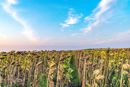 Beautiful sunflower field at sunset. Ripe sunflower field at sunset with a beautiful sky. Organic ripe sunflower field at sunset in autumn.の写真素材