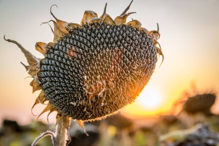 Beautiful sunflower at sunset. Sunflower close up at sunset with beautiful sky. Organic sunflower at sunset close up with a beautiful background.の写真素材
