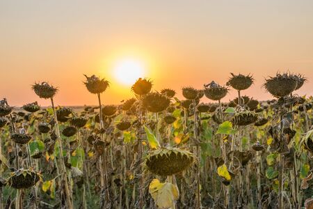 Beautiful sunflower field at sunset. Ripe sunflower field at sunset with a beautiful sky. Organic ripe sunflower field at sunset in autumn.の写真素材