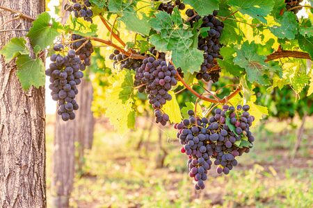 Vineyards with blue grapes at sunset in autumn harvest. Ripe grapes in fall at dusk.