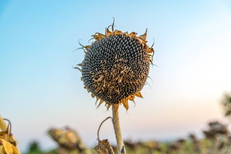 Beautiful sunflower at sunset. Sunflower close up at sunset with beautiful sky. Organic sunflower at sunset close up with a beautiful background.の写真素材