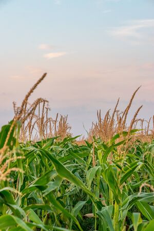 Beautiful green corn field at sunset. Corn field at sunset with beautiful sky. Organic Corn field at sunset.の写真素材